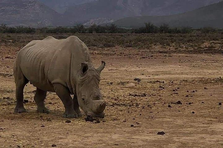 Cape Town Safari Transfers