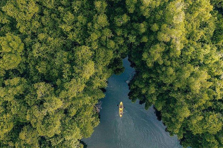 Madu River Sunrise Mangrove Kajakken