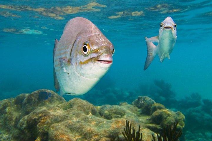 Ruínas de Tulum, nadar com tartarugas e Cenote de Cancún