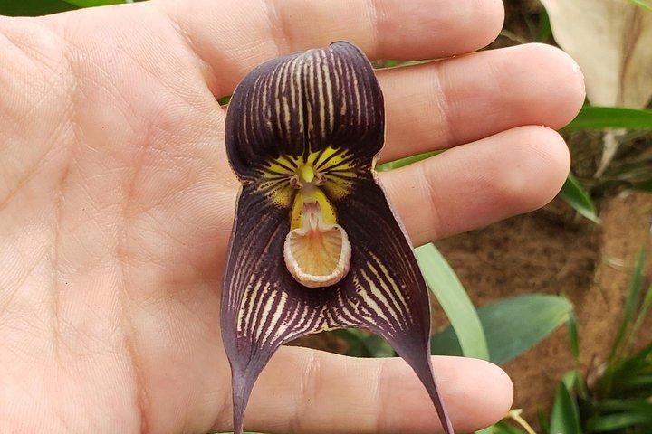 グアラセオ、コルデルグ、サン・バルトロメの工芸品作りの村