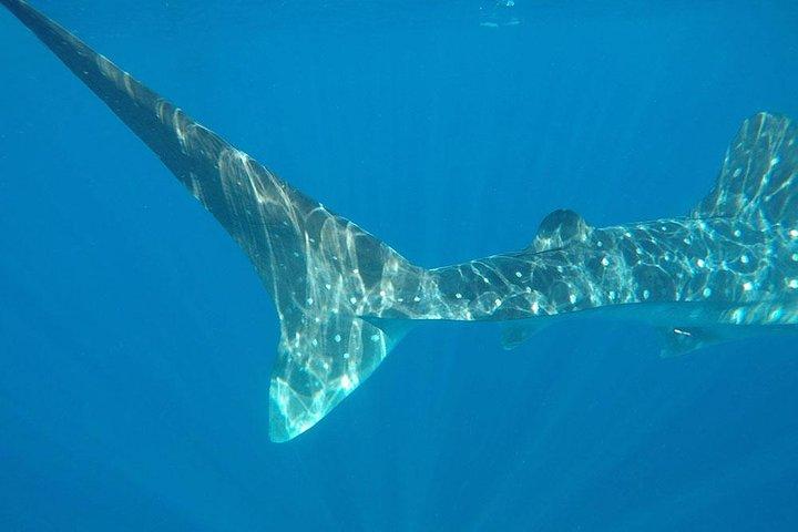 Isla Mujeres Deluxe (boat, Snorkeling, Free Time At Isla Mujeres Downtown-food)