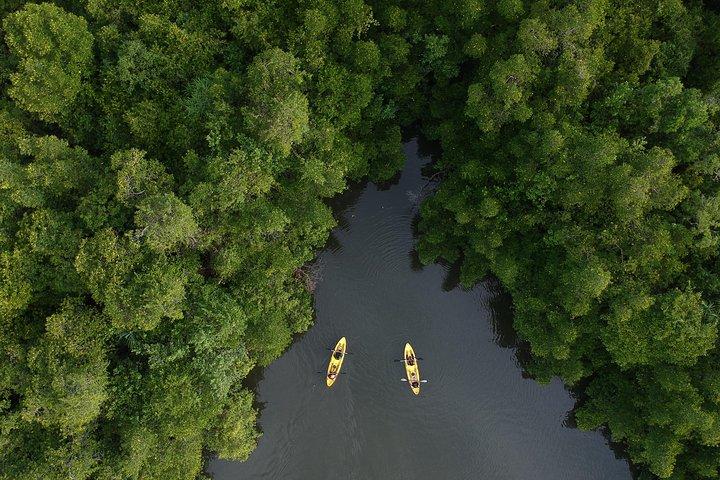 Madu River Sunrise Mangrove Kayaking de Colombo