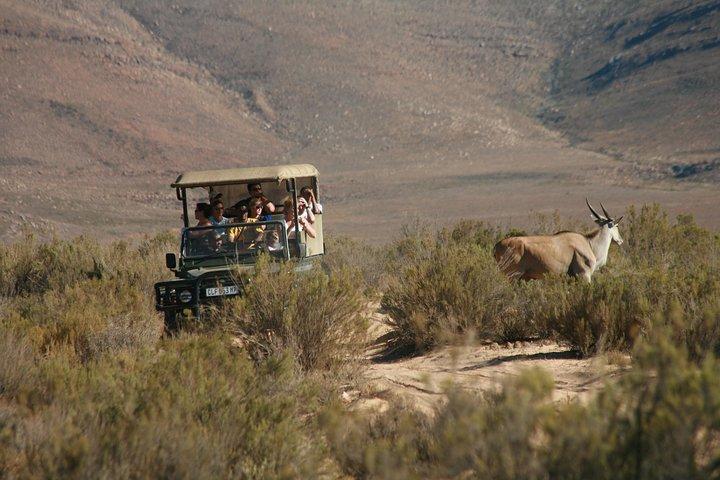 Cape Town Shore Excursion: Big Five Game Reserve fra Cape Town