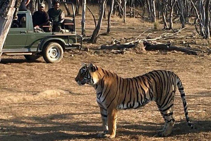 4 - Tag Ranthambore Tiger Safari, Taj Mahal & Delhi ab Jaipur