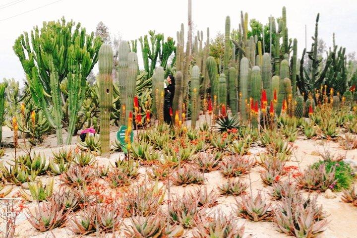 Flexible private Halbtagestour nach Xiamen, um den Botanischen Garten von Xiamen zu erleben
