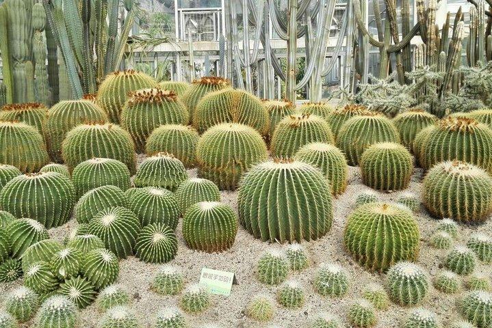 Flexible private Halbtagestour nach Xiamen, um den Botanischen Garten von Xiamen zu erleben