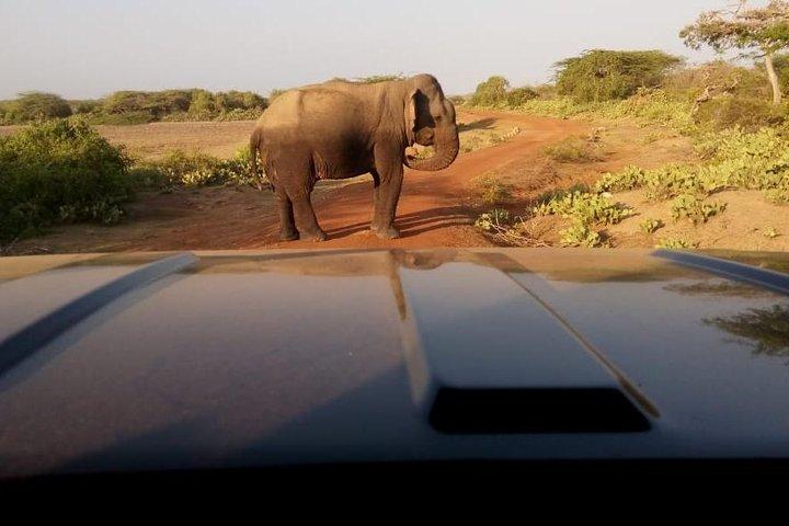 Evening Private Safari at Bundala Park by Yala La Safari Tours