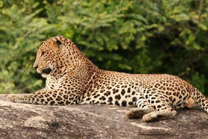 Morning 07 Hour Private Safari at Yala National Park by Yala La Safari Tours