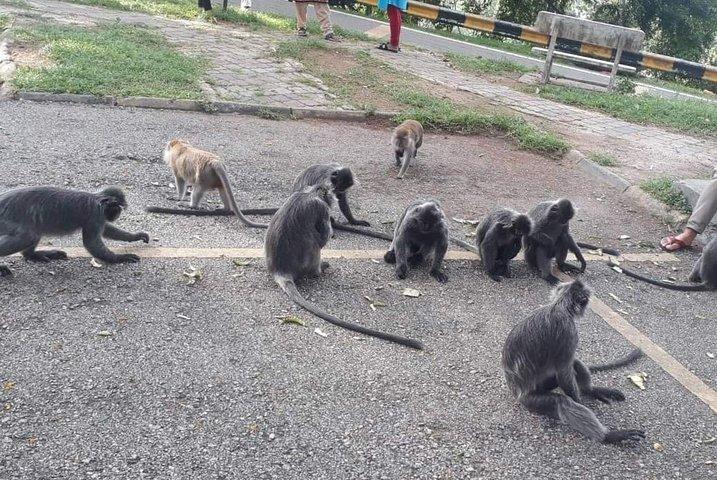 Batu Caves und Fireflies Trip