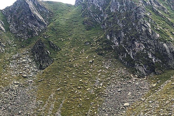 トランスファガラサンハイウェイとファガラス要塞日帰り旅行ブラソフ発