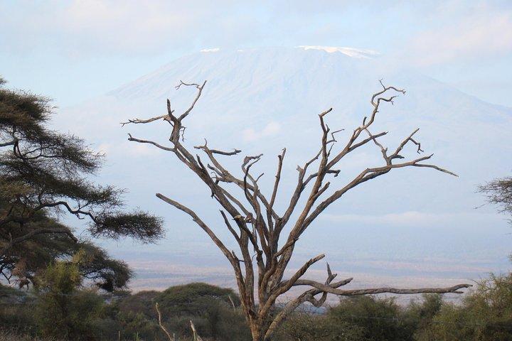 Excursion d'une journée au parc national d'Amboseli