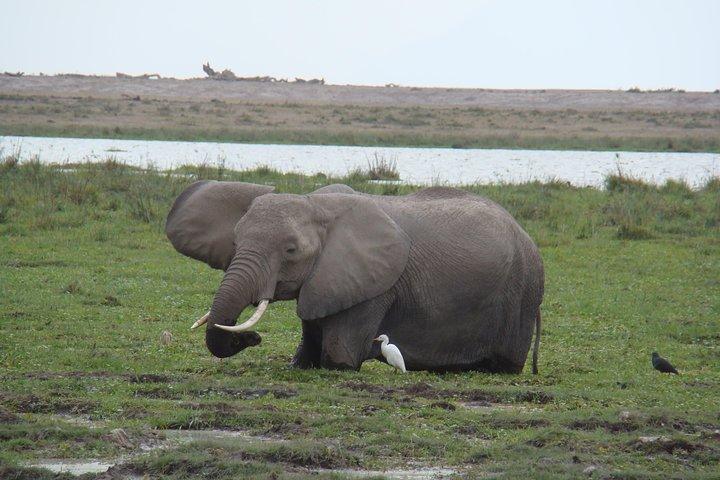 Excursion d'une journée au parc national d'Amboseli