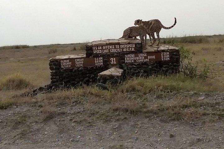 Excursion d'une journée au parc national d'Amboseli