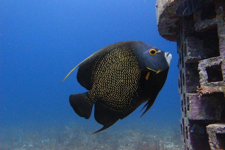 認定ダイバー向けに、アンダーウォーターミュージアムとマンコーンズリーフを体験