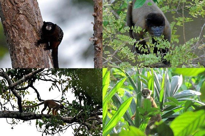 Pacaya Samiria 3 dias / 2 noites - Amazon Wonder Expeditions