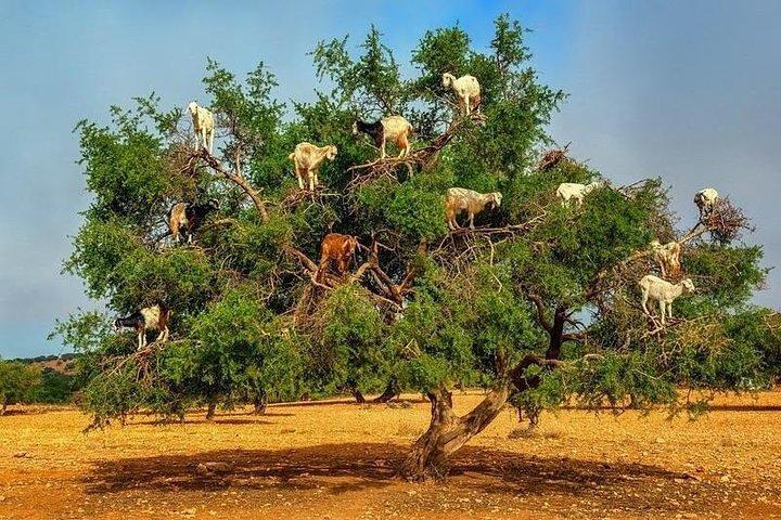 Private day trip from Marrakech to Essaouira