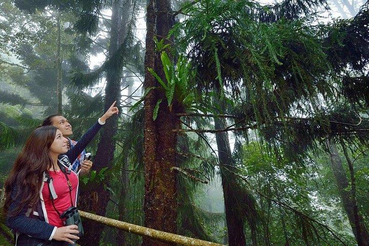Visite du parc Kinabalu avec les sources chaudes Poring de Kota Kinabalu