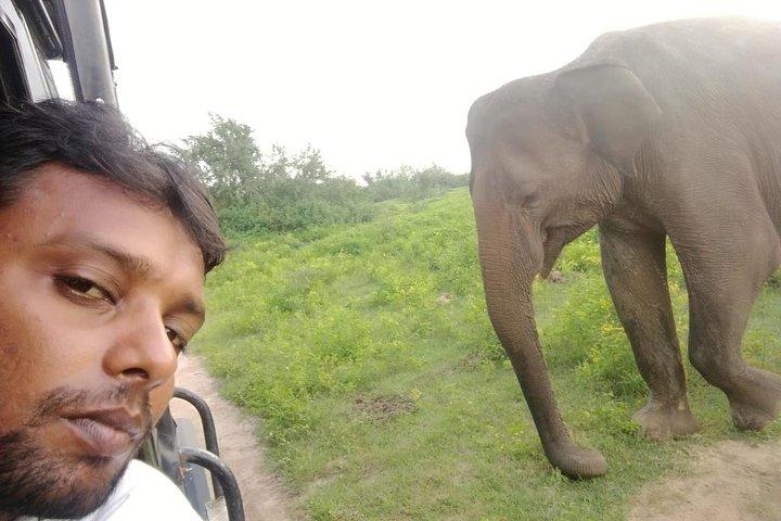 Uda Walawa Safari Excursion de 1 jour au départ de Mirissa, Weligama, Ahangama