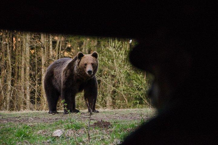 Urso assistindo na terra dos vulcões