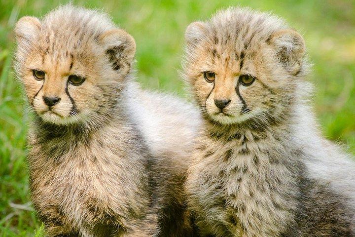 3 jours de safari dans le Masaï Mara