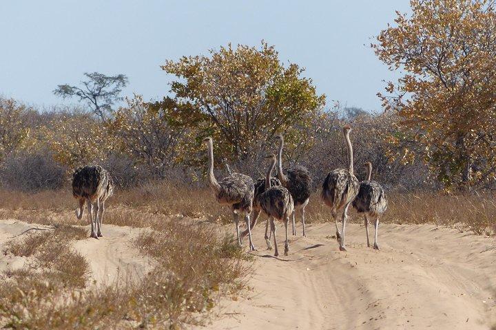 Viagem de um dia a Moremi (Okavango)