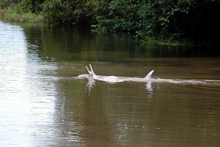 Pacaya Samiria 4Days 3Nights-Amazon Wonder Expeditions
