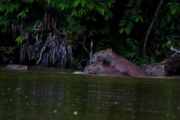 Pacaya Samiria 5Days 4Nights-Amazon Wonder Expeditions
