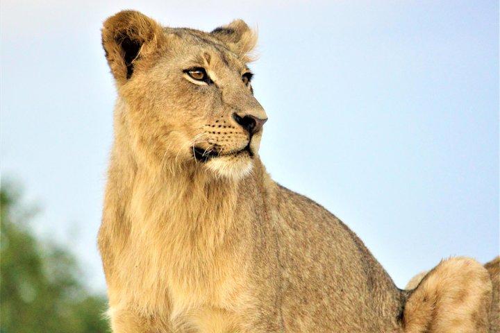 Nairobi National Park Half Day Tour