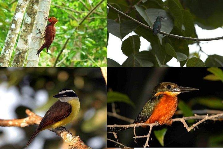 Pacaya Samiria 5Days 4Nights-Amazon Wonder Expeditions