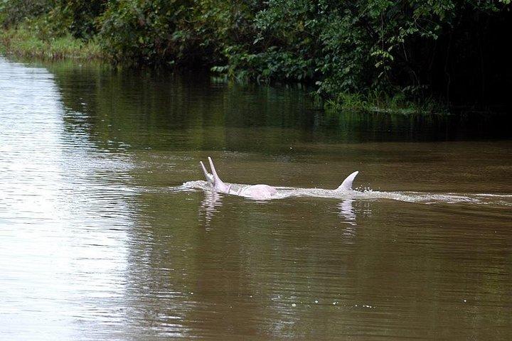 Pacaya Samiria 5Days 4Nights-Amazon Wonder Expeditions