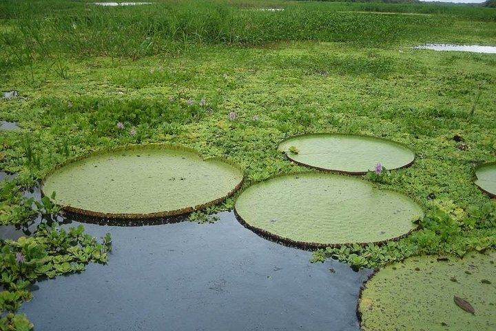 Pacaya Samiria 5Days 4Nights-Amazon Wonder Expeditions