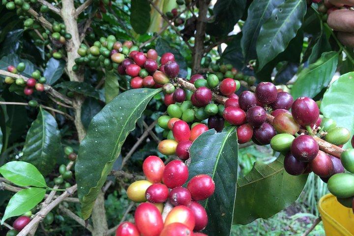 Recorrido del café tradicional Birds & Beans