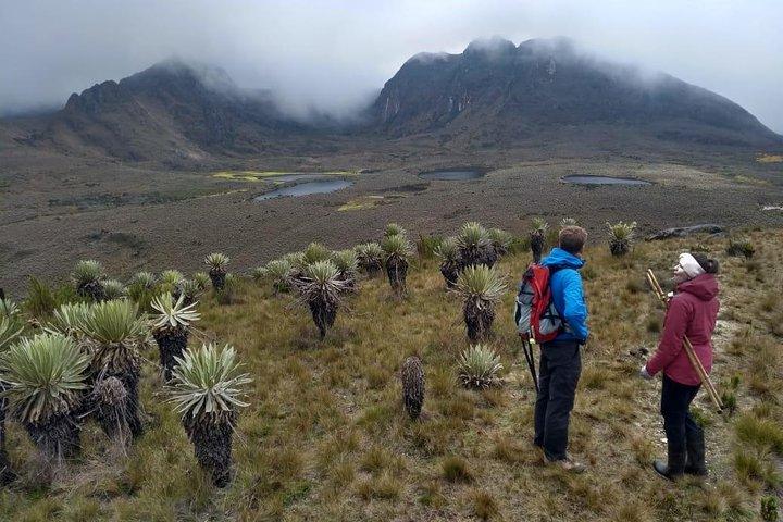 Sumapaz Mountaintop Páramo Trek - 3 hours