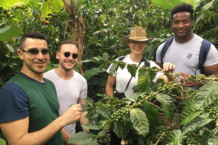 Birds & Beans Traditional Coffee Tour