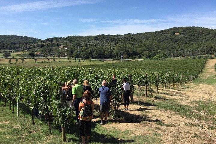Visita della cantina e degustazione di vini
