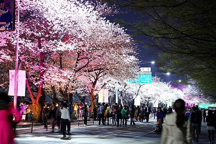 Vår 3 dagar Seoul & Mt Seorak Körsbärsblomning med Nami Island den 7-14 april