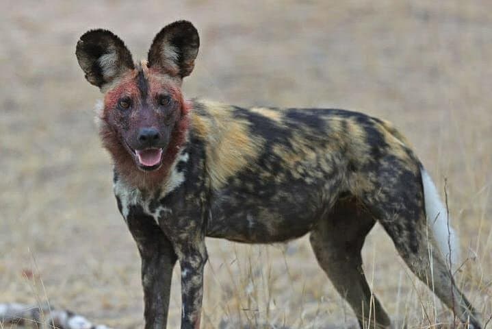 Kruger National Park Morning Game Drive from Hazyview