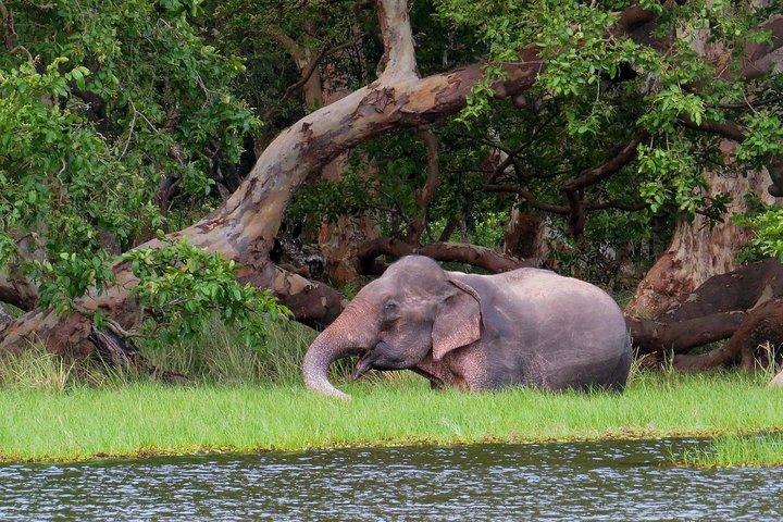 ウィルパットゥ国立公園入場券(プライベートサファリ付き)