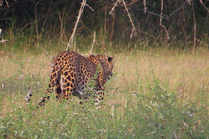 ウィルパットゥ国立公園入場券(プライベートサファリ付き)