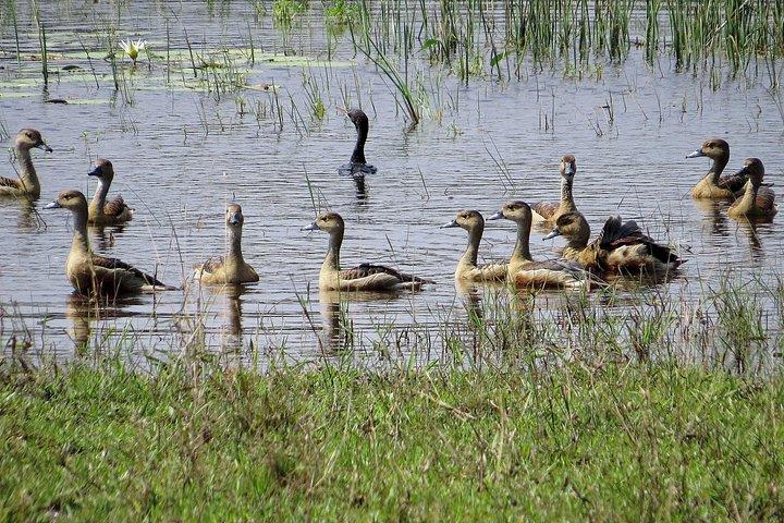 ウィルパットゥ国立公園入場券（プライベートサファリ付き）