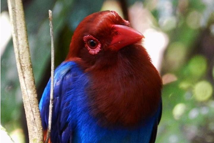 Go Birding with Experts -1 Day guided tour to Sinharaja Rain Forest