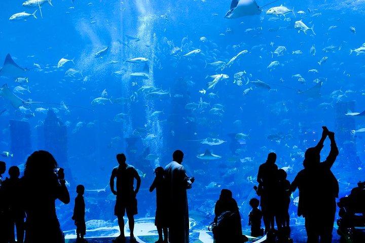Grand Aquarium fra Hurghada, Dolphins house