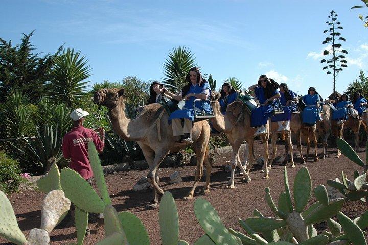 Kamelreiten auf der El Tanque Ranch auf Teneriffa