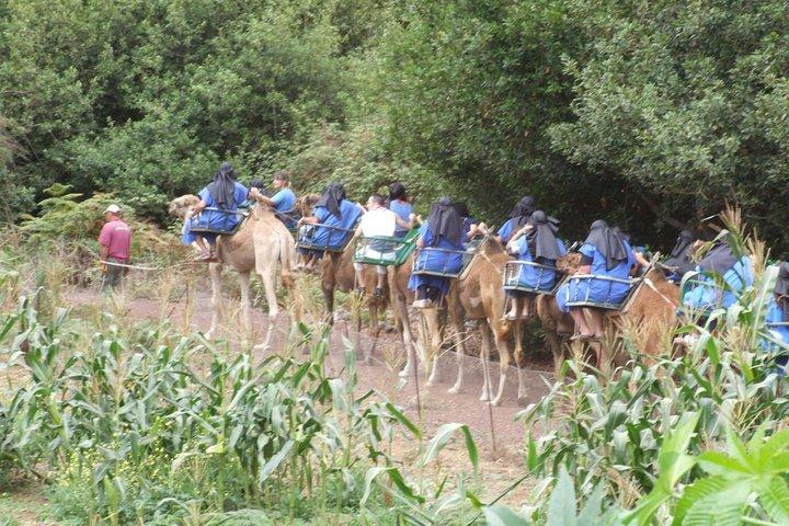 Kamelreiten auf der El Tanque Ranch auf Teneriffa