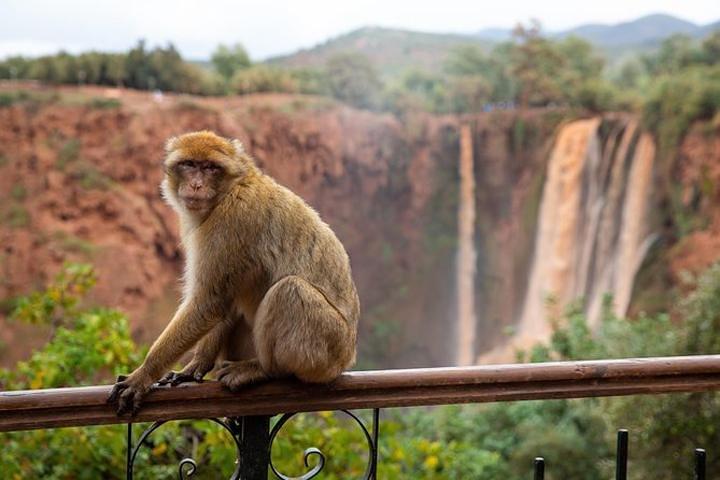 Day trip to Ouzoud waterfalls from Marrakech