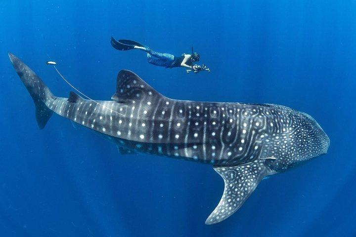 Whale Shark Encounter & Sumilon Sandbar & Canyoneering i Kawasan Falls