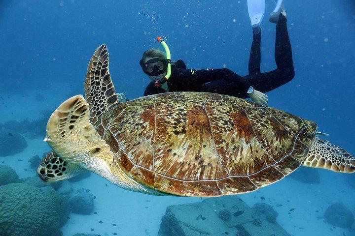 Snorkel em Great Barrier Reef a partir de Hamilton Island