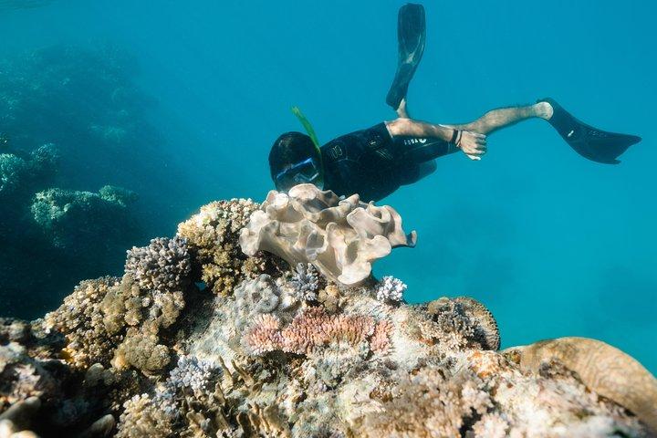 Snorkel em Great Barrier Reef a partir de Hamilton Island