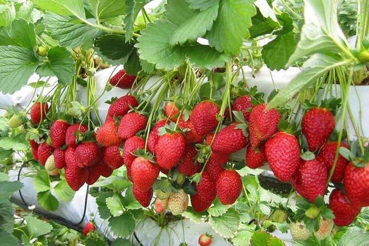 Private: Cameron Highlands 2 days 1 night Trip