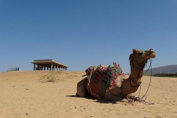 ジャイプルから車で行くセルフガイド付きプシュカル日帰り旅行